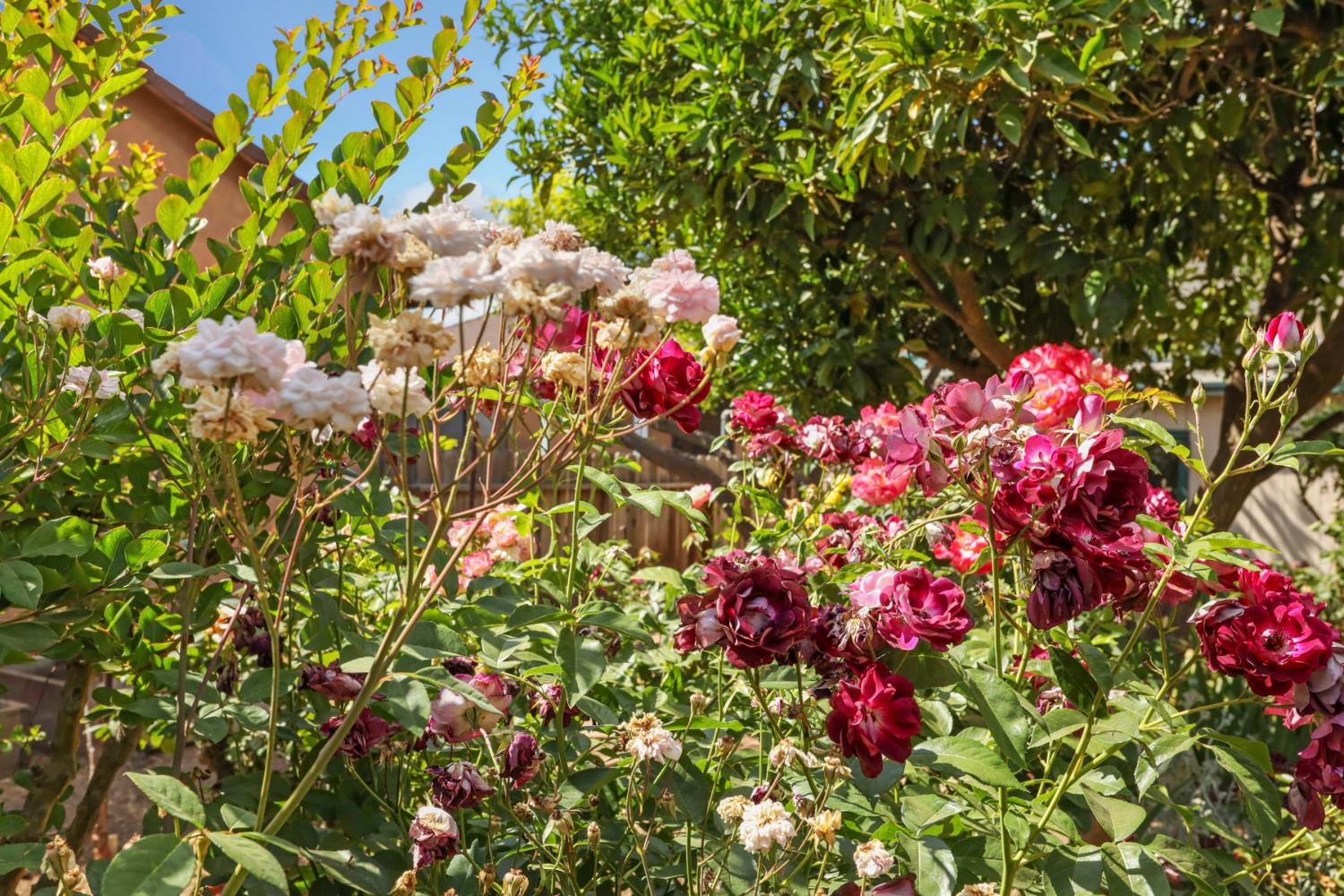 Detail Gallery Image 33 of 39 For 304 E Tokay St, Lodi,  CA 95240 - 2 Beds | 2 Baths