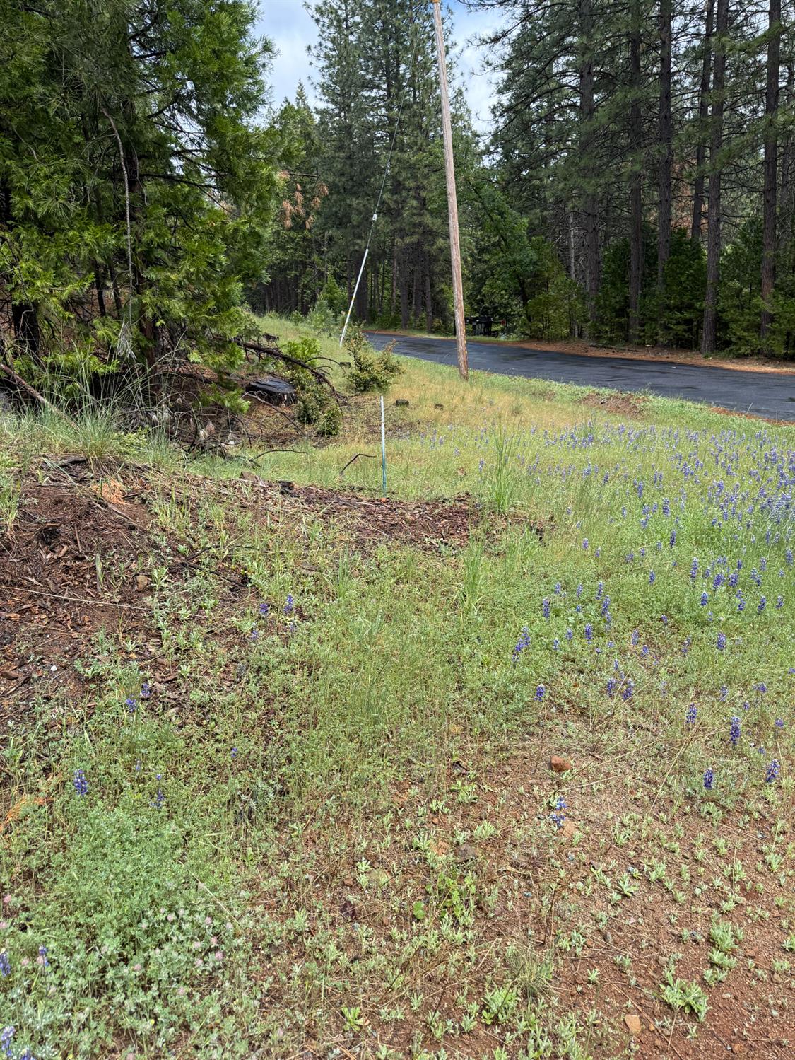 Detail Gallery Image 5 of 20 For 20081 Pine Drive West, Volcano,  CA 95689 - – Beds | – Baths