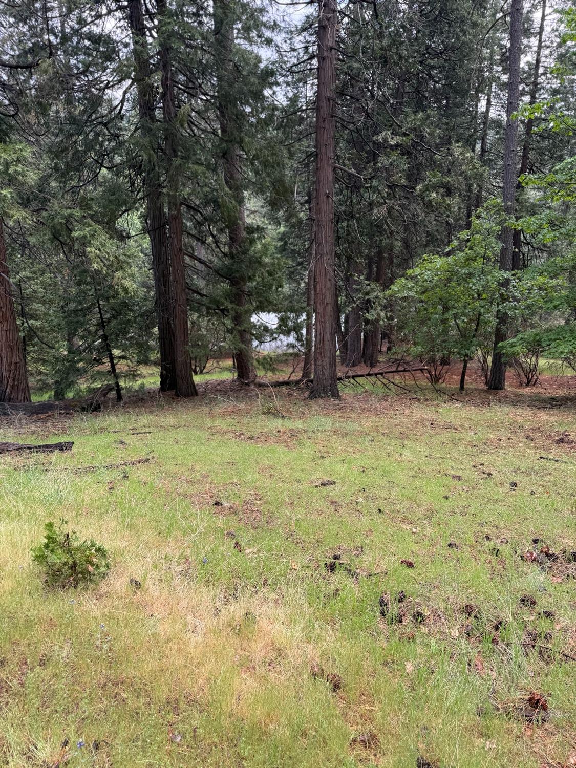 Detail Gallery Image 17 of 20 For 20081 Pine Drive West, Volcano,  CA 95689 - – Beds | – Baths