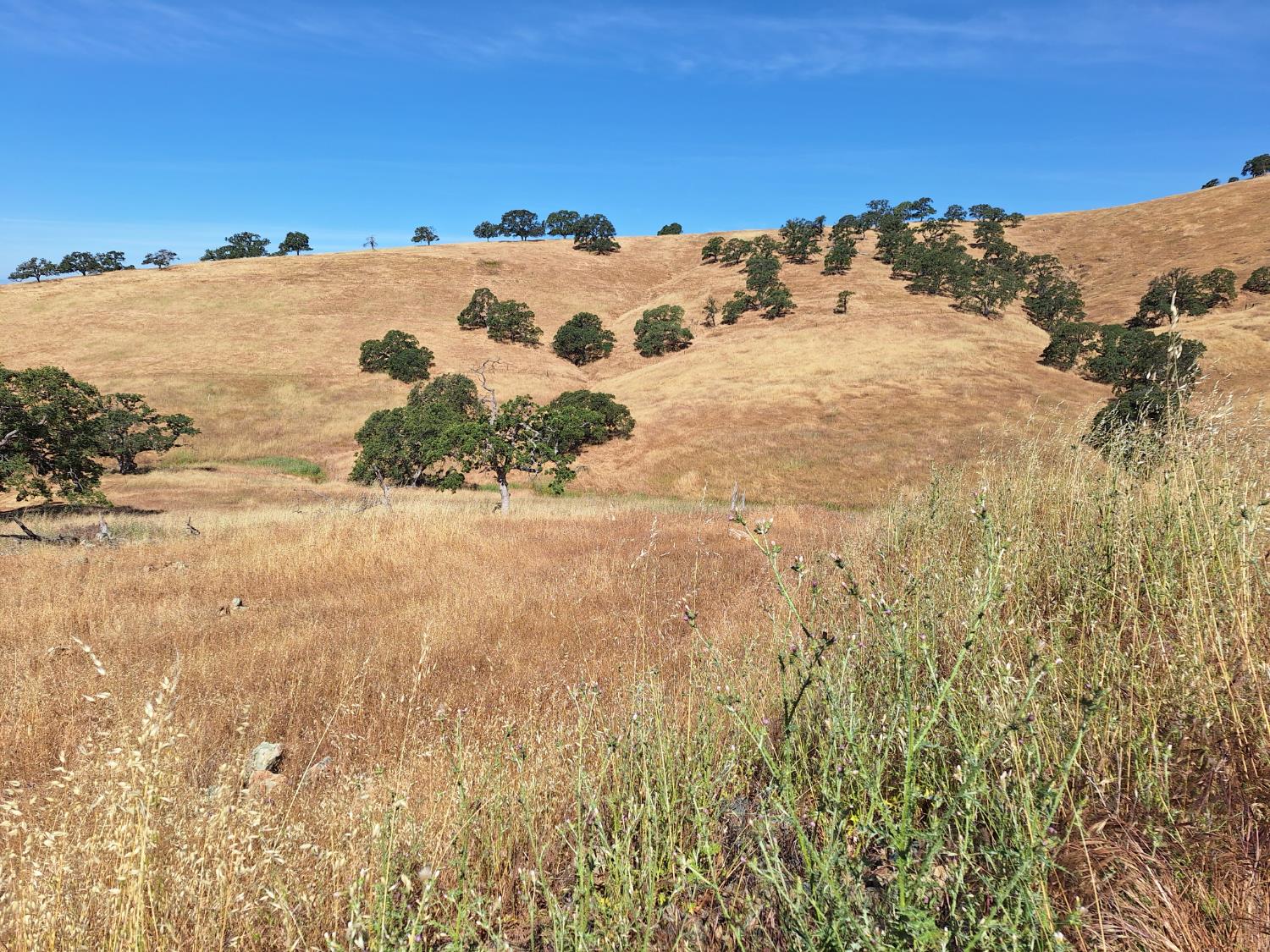 Hernandez, La Grange, California image 2