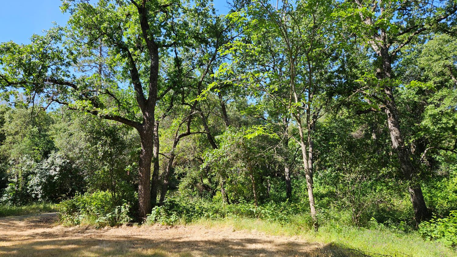 Motherlode Drive, Placerville, California image 5