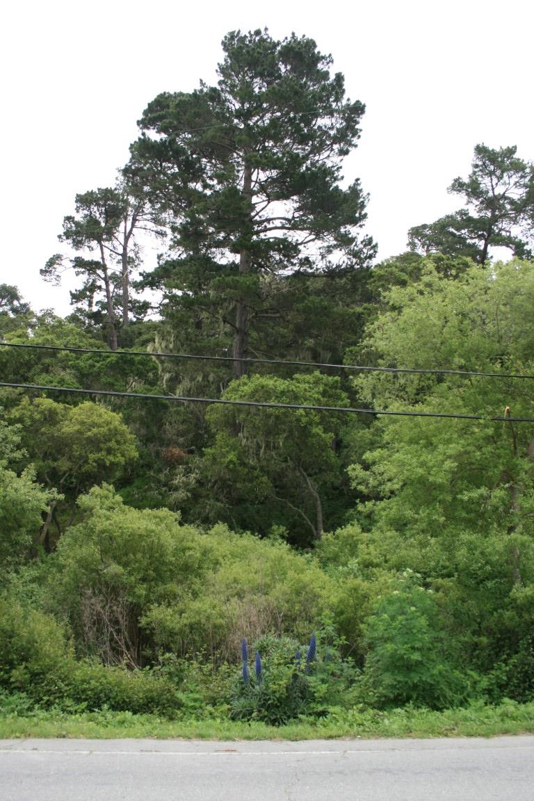 Detail Gallery Image 5 of 8 For 0 Aguajito Rd, Monterey,  CA 93940 - – Beds | – Baths