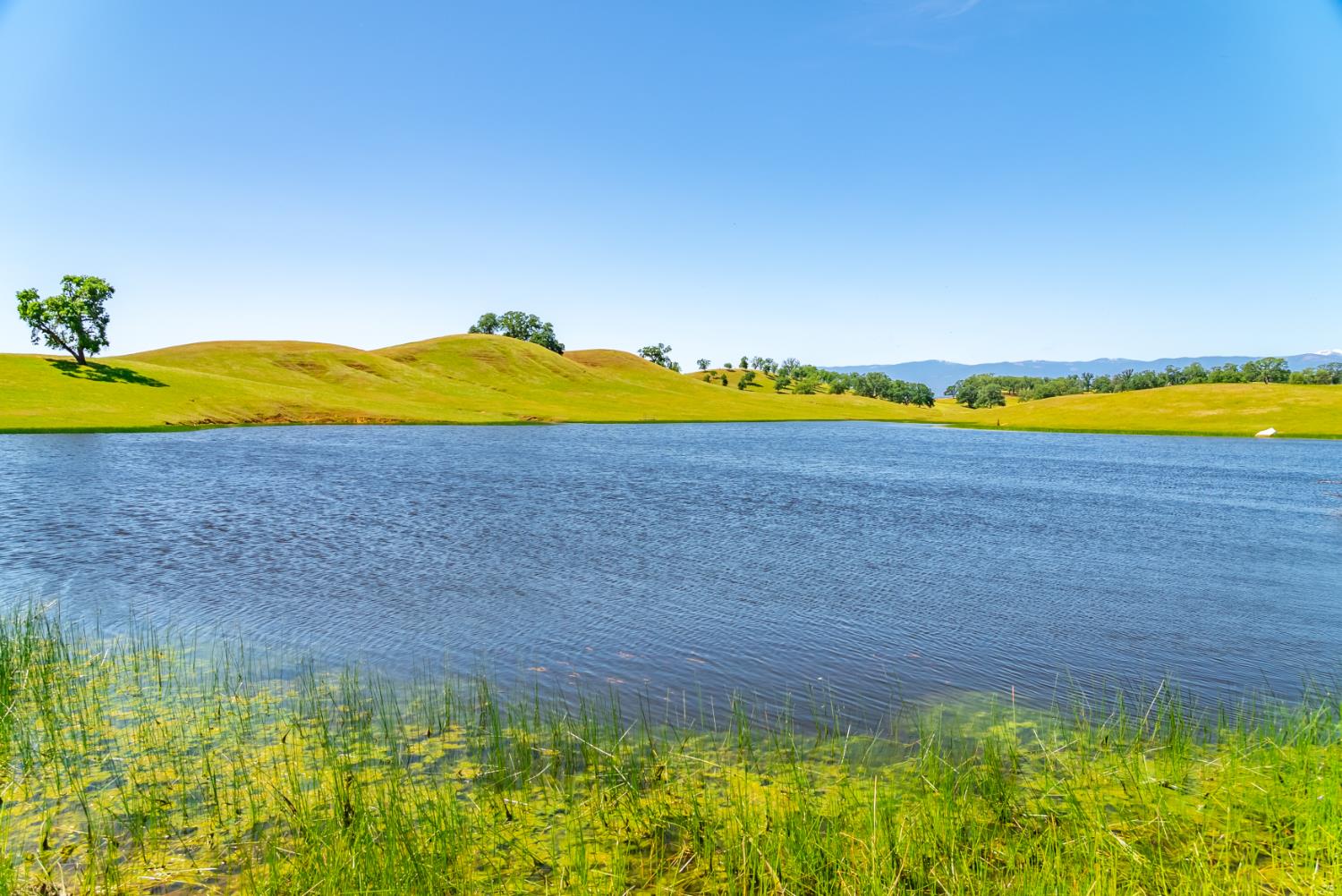 Detail Gallery Image 85 of 89 For 15605 Johnson Rd, Red Bluff,  CA 96080 - 4 Beds | 4 Baths
