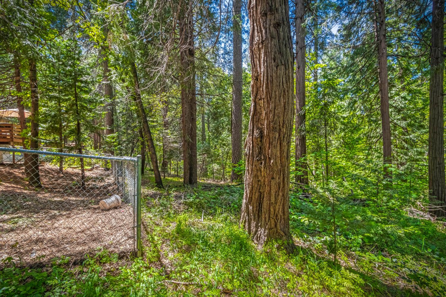 Maple Avenue, Pollock Pines, California image 32