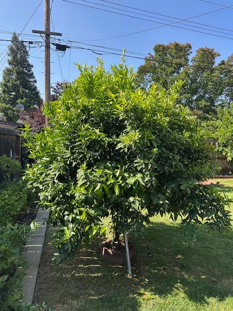 Detail Gallery Image 65 of 77 For 820 Park St, Lodi,  CA 95240 - 3 Beds | 2 Baths