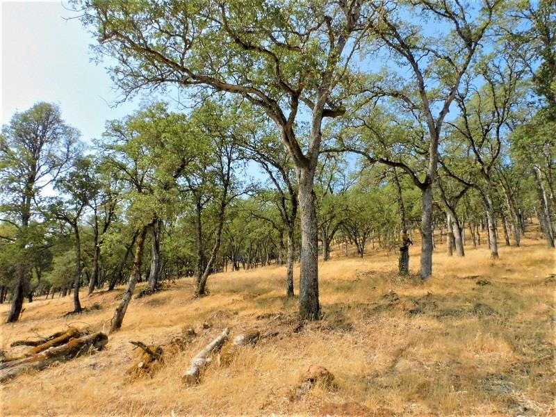 Detail Gallery Image 9 of 24 For 112 Union Mine Rd, El Dorado,  CA 95623 - – Beds | – Baths