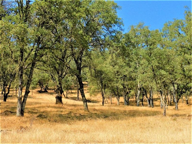 Detail Gallery Image 2 of 24 For 112 Union Mine Rd, El Dorado,  CA 95623 - – Beds | – Baths
