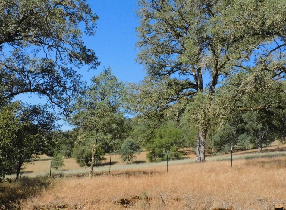 Detail Gallery Image 17 of 24 For 112 Union Mine Rd, El Dorado,  CA 95623 - – Beds | – Baths