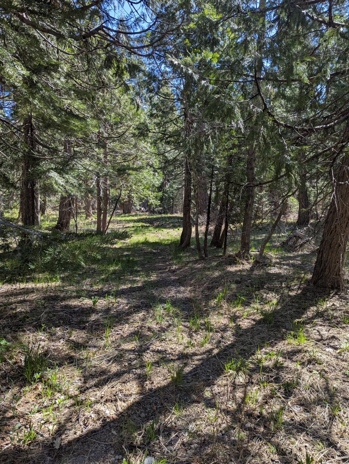 Detail Gallery Image 12 of 18 For 0 Texas Hill, Emigrant Gap,  CA 95715 - – Beds | – Baths