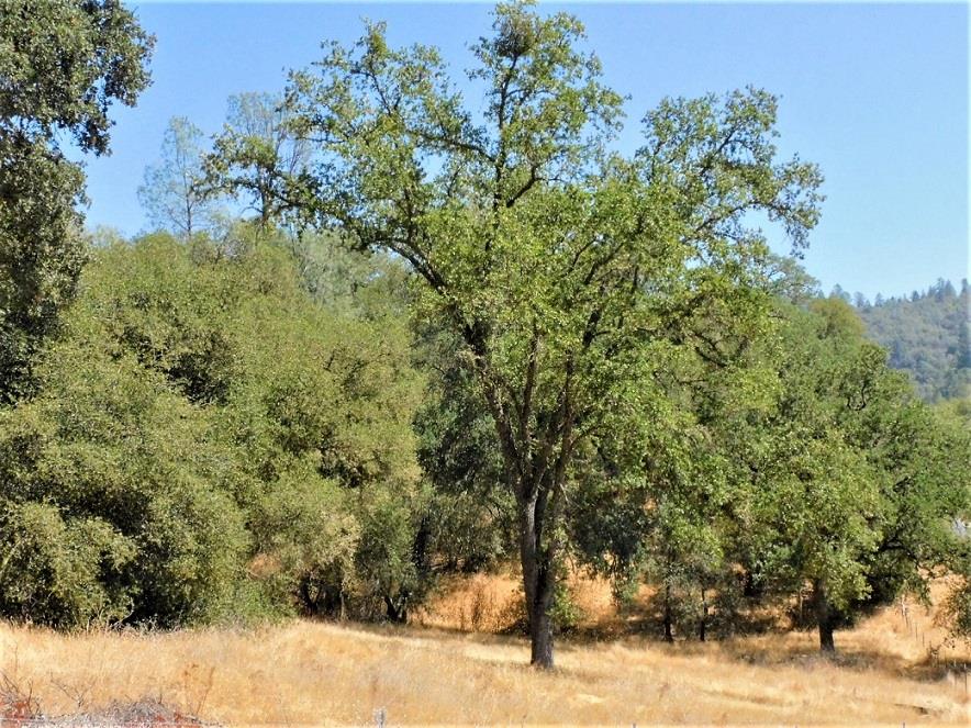 Detail Gallery Image 4 of 24 For 112 Union Mine Rd, El Dorado,  CA 95623 - – Beds | – Baths