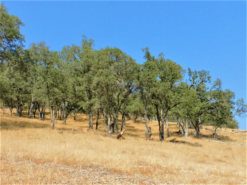Detail Gallery Image 6 of 24 For 112 Union Mine Rd, El Dorado,  CA 95623 - – Beds | – Baths
