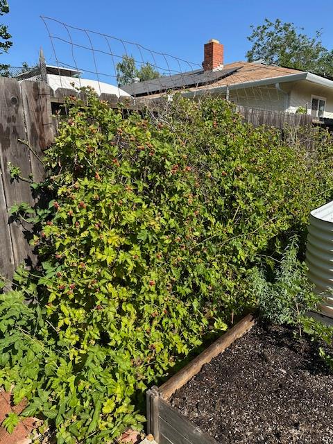 Detail Gallery Image 54 of 77 For 820 Park St, Lodi,  CA 95240 - 3 Beds | 2 Baths
