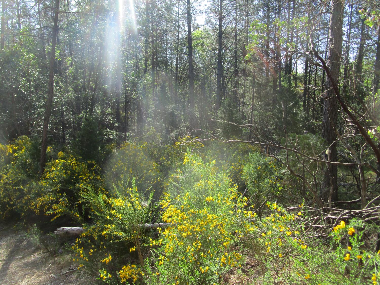 Detail Gallery Image 9 of 23 For 15699 Tyler Foote Rd, Nevada City,  CA 95959 - – Beds | – Baths