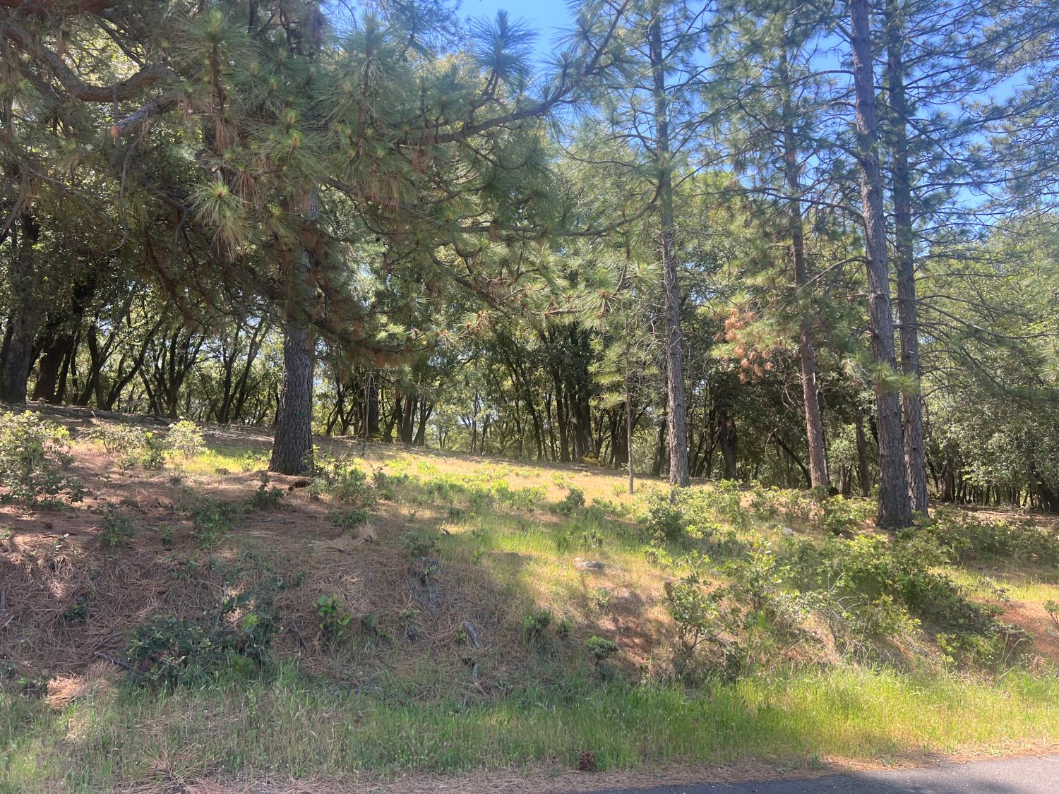 Ponderosa Way, Pine Grove, California image 8