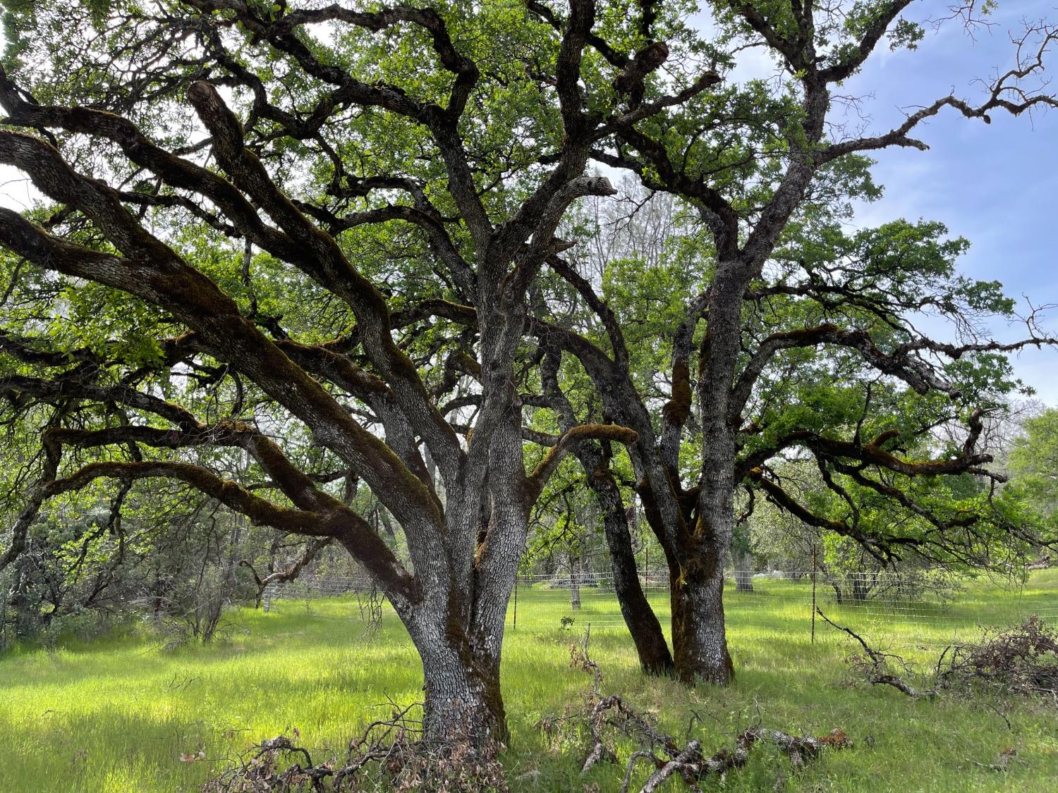 Troost Trail, North San Juan, California image 5
