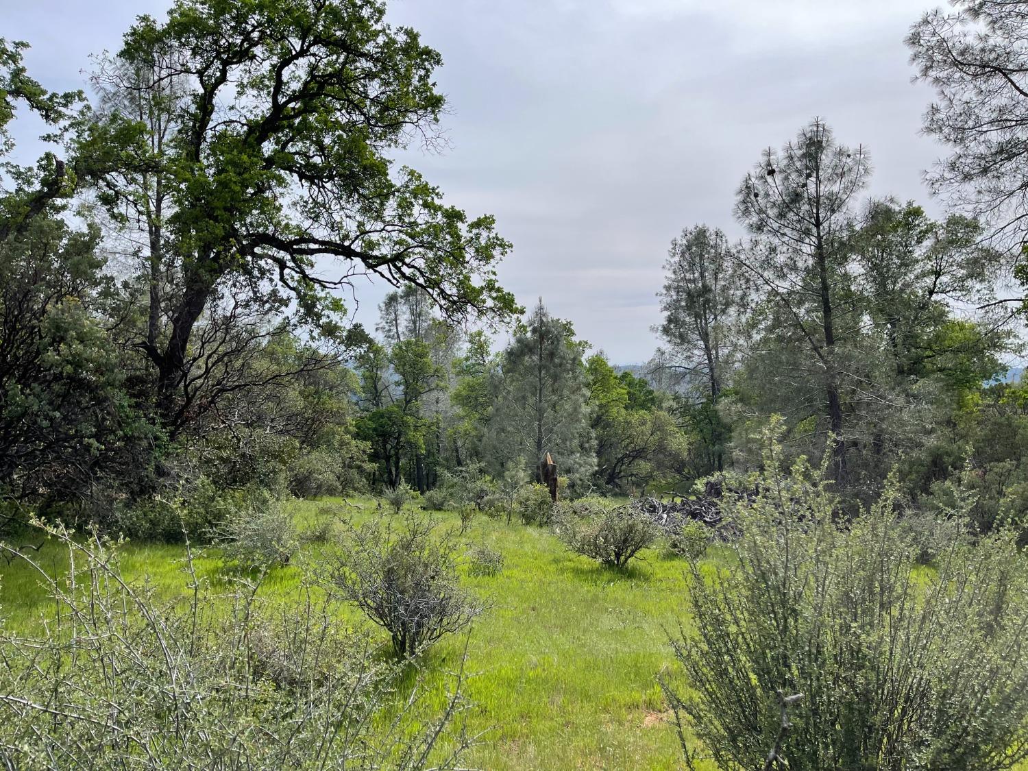 Troost Trail, North San Juan, California image 10