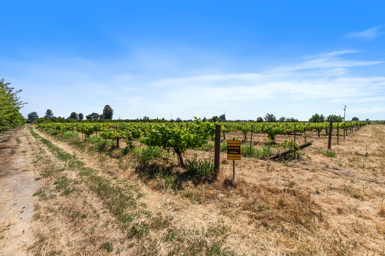 Detail Gallery Image 28 of 40 For 16161 S Murphy Rd, Escalon,  CA 95320 - – Beds | – Baths