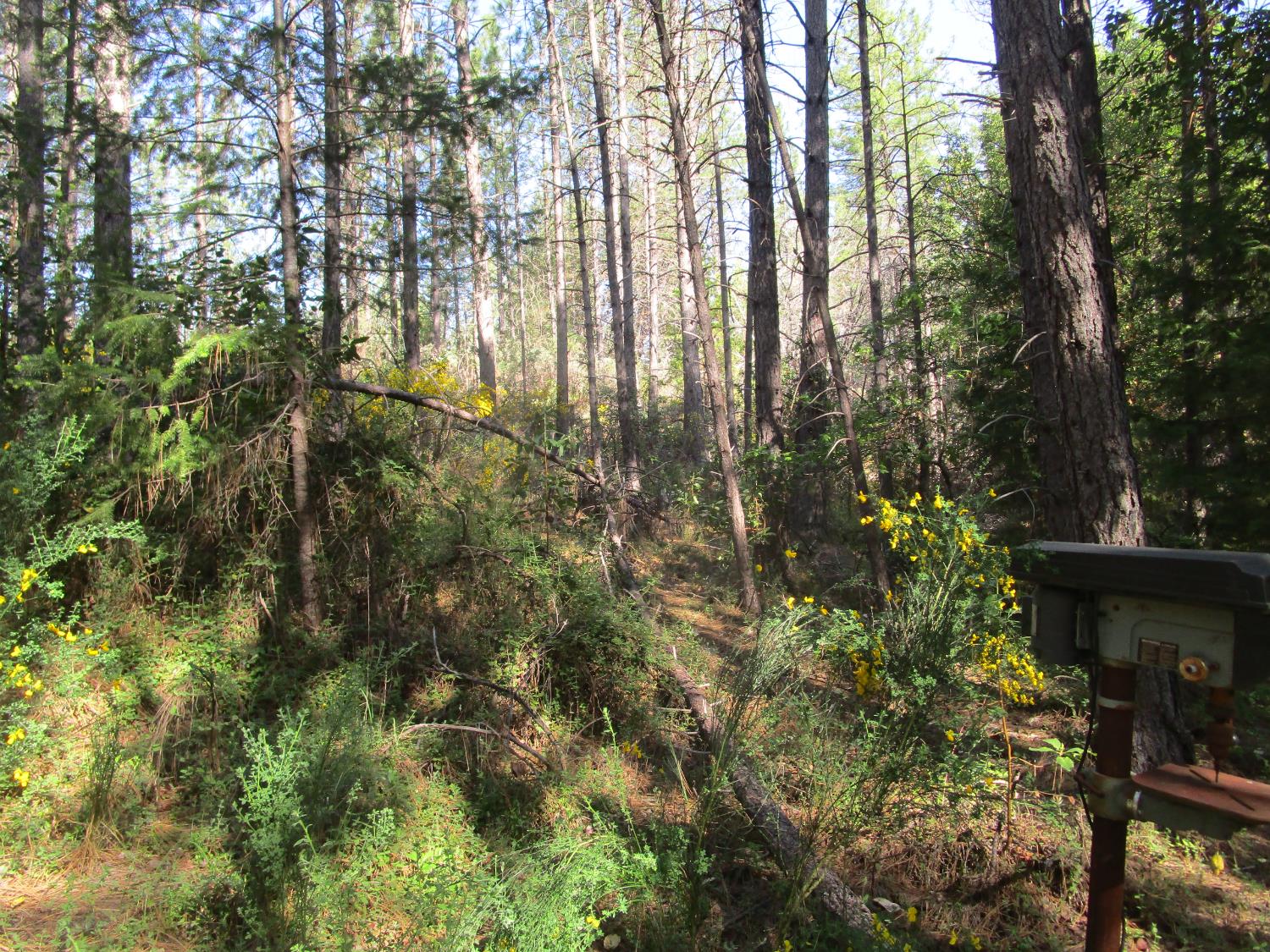 Detail Gallery Image 19 of 23 For 15699 Tyler Foote Rd, Nevada City,  CA 95959 - – Beds | – Baths