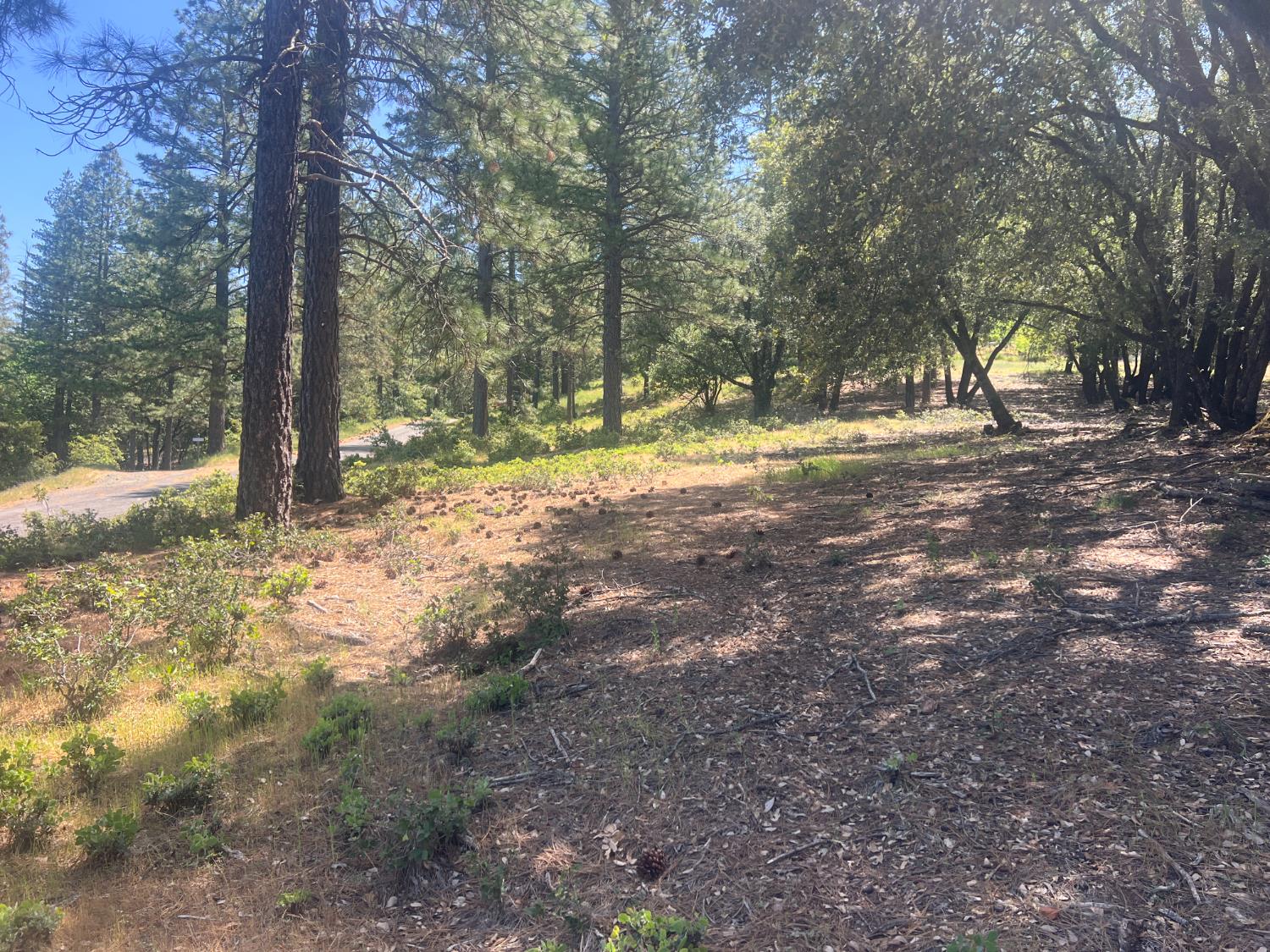 Ponderosa Way, Pine Grove, California image 1