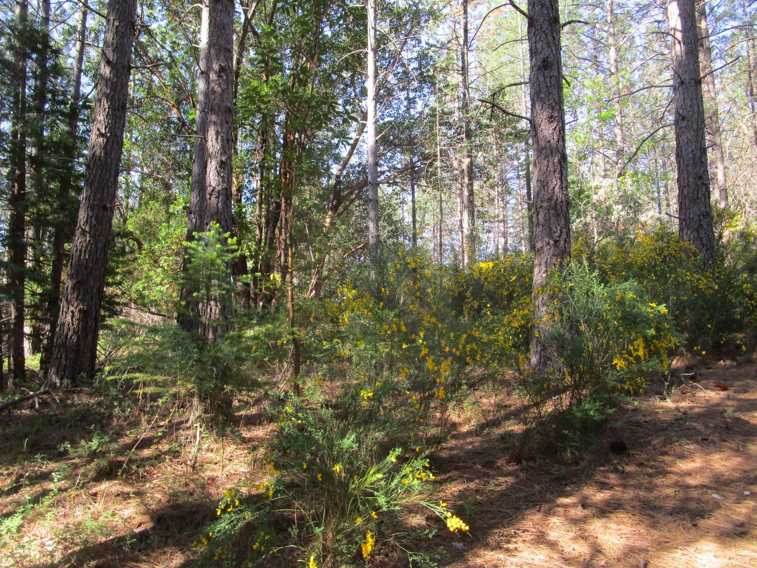 Detail Gallery Image 20 of 23 For 15699 Tyler Foote Rd, Nevada City,  CA 95959 - – Beds | – Baths