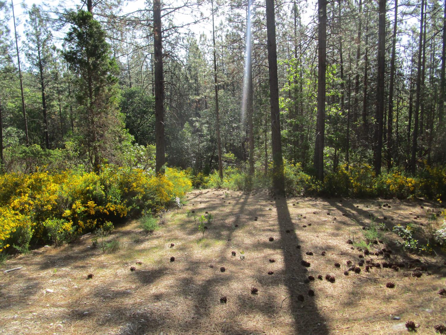 Detail Gallery Image 6 of 23 For 15699 Tyler Foote Rd, Nevada City,  CA 95959 - – Beds | – Baths