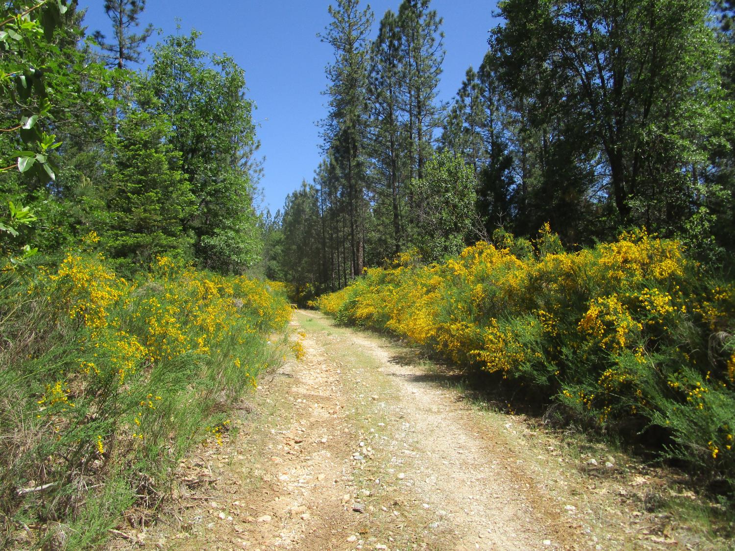 Detail Gallery Image 23 of 24 For 15699 Tyler Foote Rd, Nevada City,  CA 95959 - – Beds | – Baths
