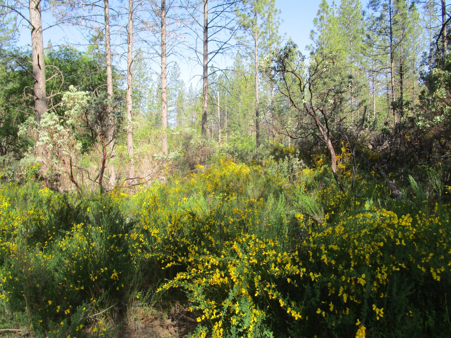 Detail Gallery Image 22 of 23 For 15699 Tyler Foote Rd, Nevada City,  CA 95959 - – Beds | – Baths