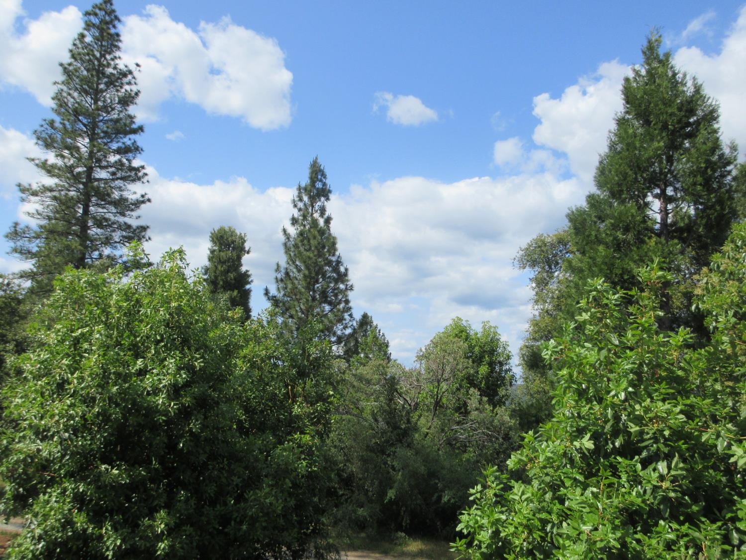 Detail Gallery Image 17 of 51 For 14337 Walnut St, Pine Grove,  CA 95665 - 2 Beds | 2 Baths