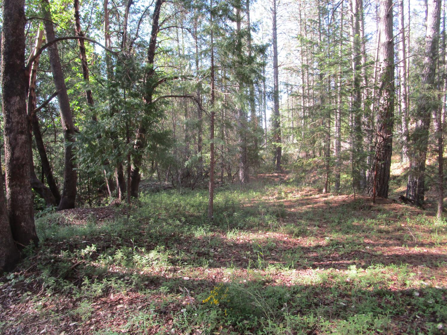 Detail Gallery Image 16 of 23 For 15699 Tyler Foote Rd, Nevada City,  CA 95959 - – Beds | – Baths