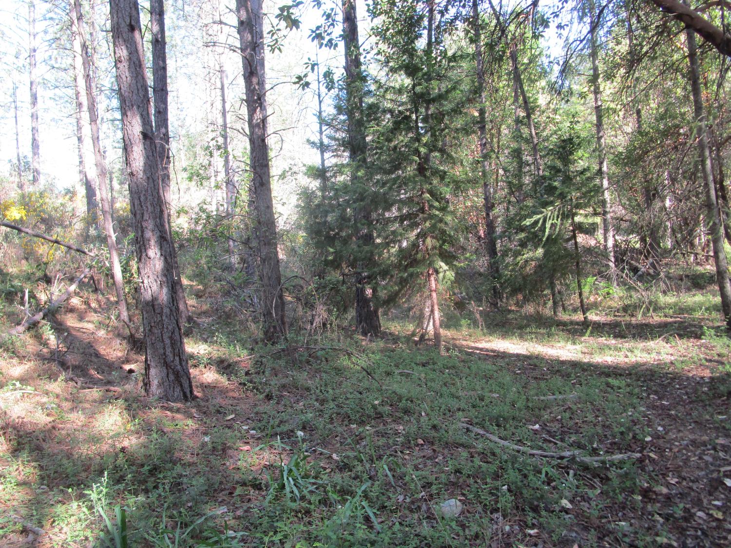 Detail Gallery Image 5 of 23 For 15699 Tyler Foote Rd, Nevada City,  CA 95959 - – Beds | – Baths