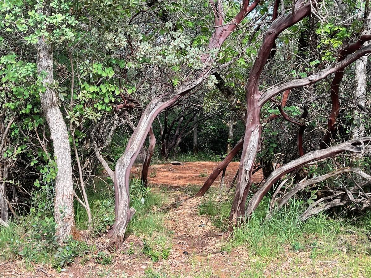 Troost Trail, North San Juan, California image 7