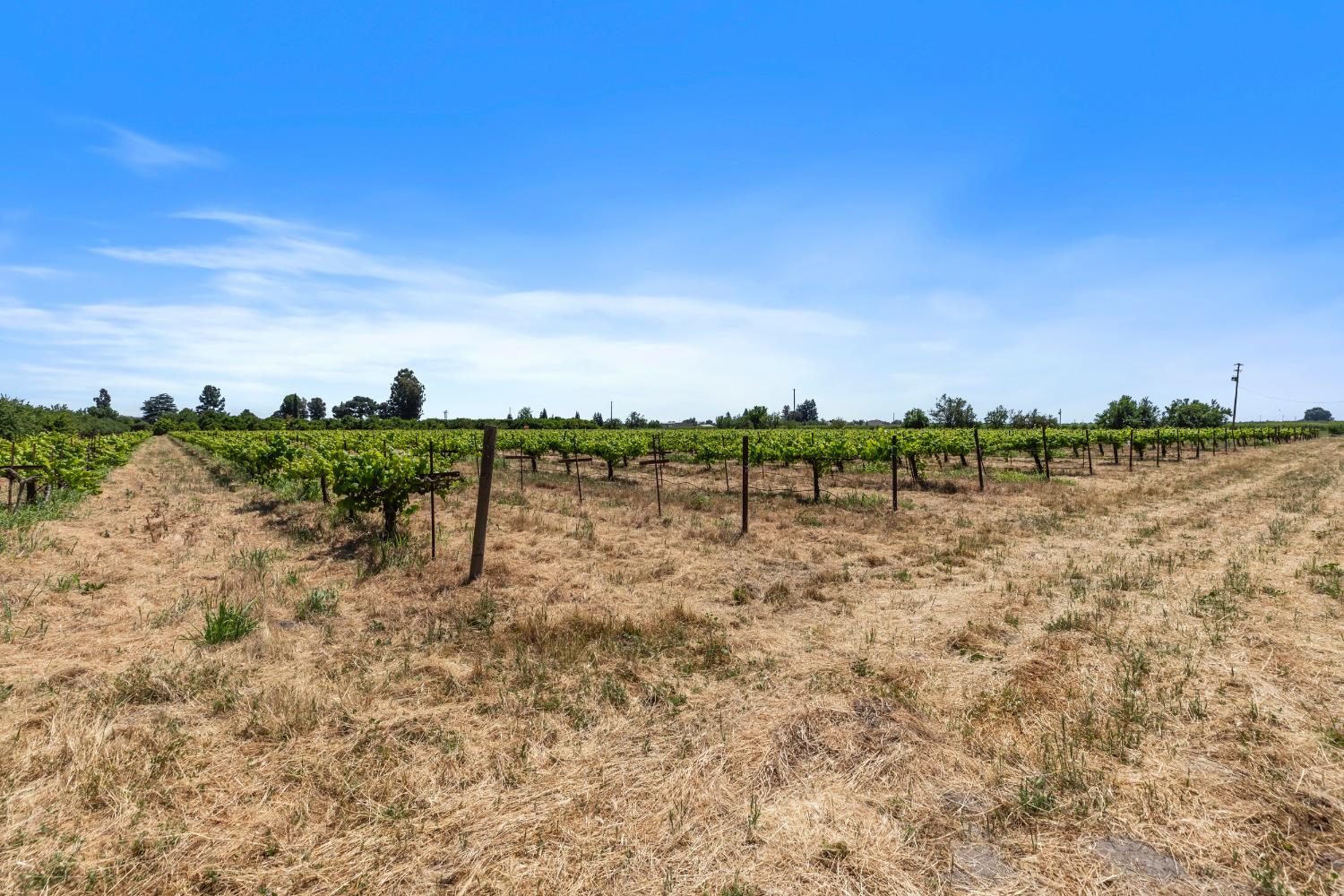 Detail Gallery Image 26 of 40 For 16161 S Murphy Rd, Escalon,  CA 95320 - – Beds | – Baths