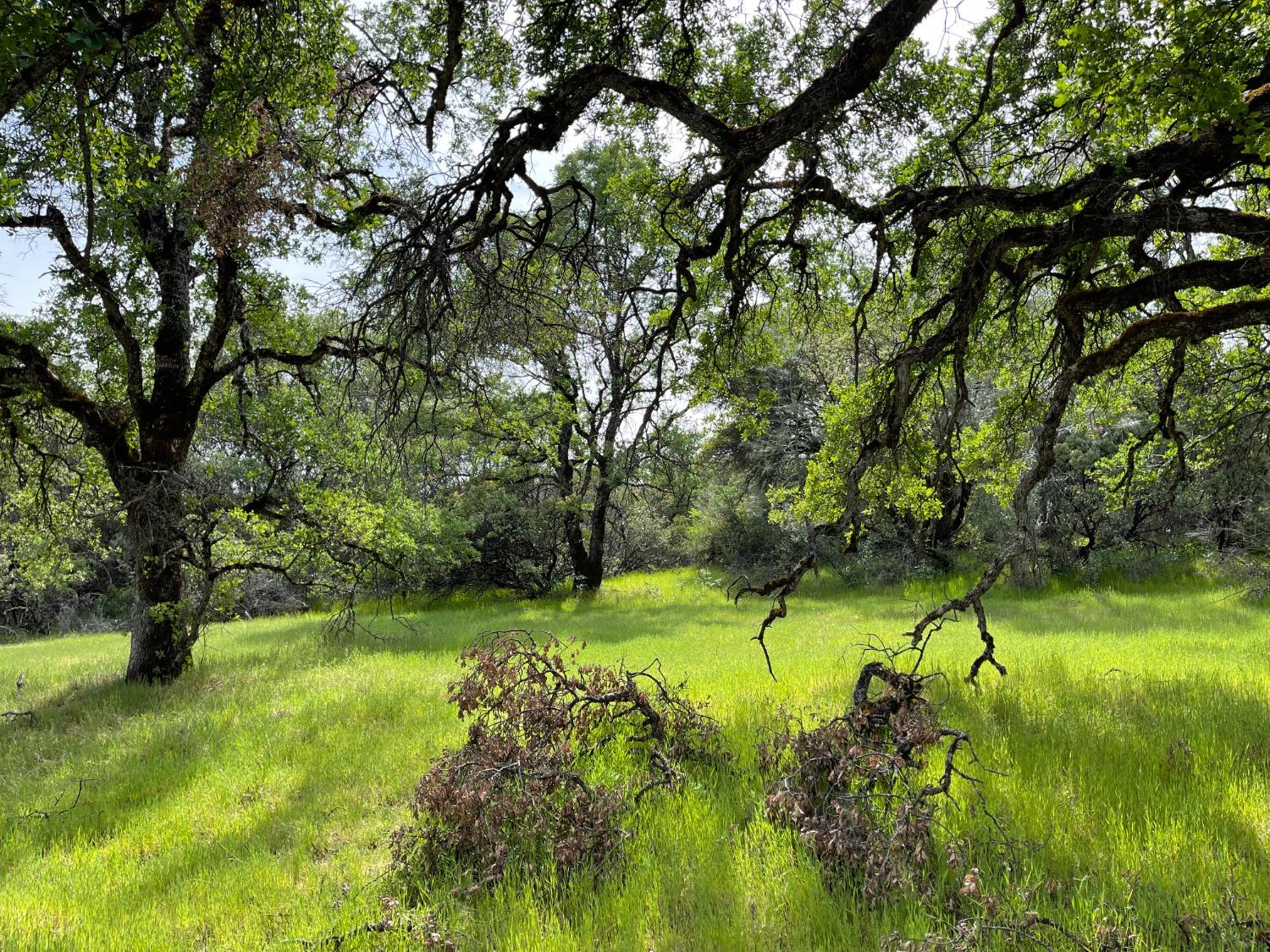 Troost Trail, North San Juan, California image 2