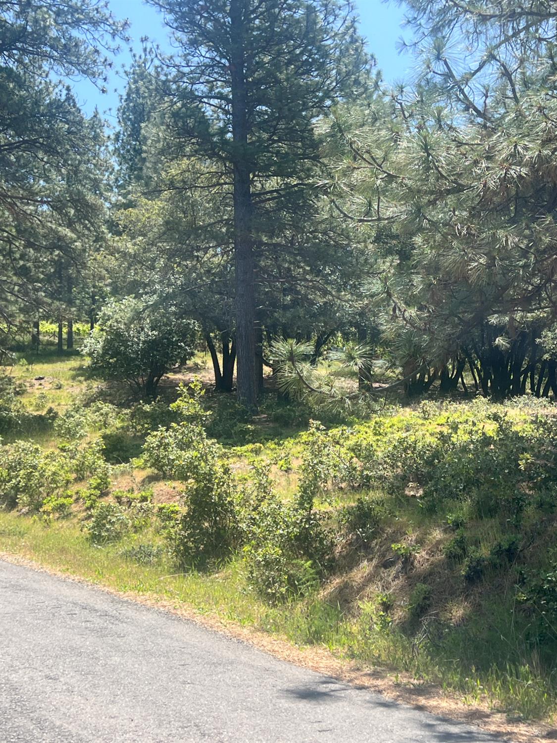 Ponderosa Way, Pine Grove, California image 6