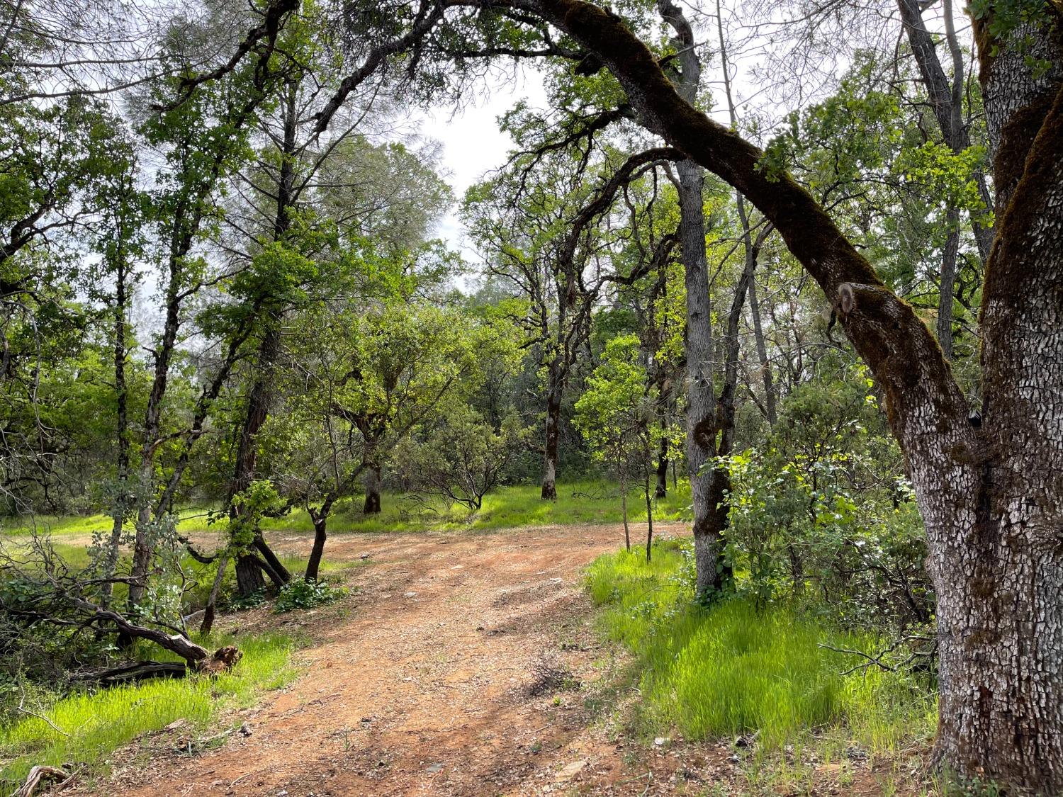 Troost Trail, North San Juan, California image 9