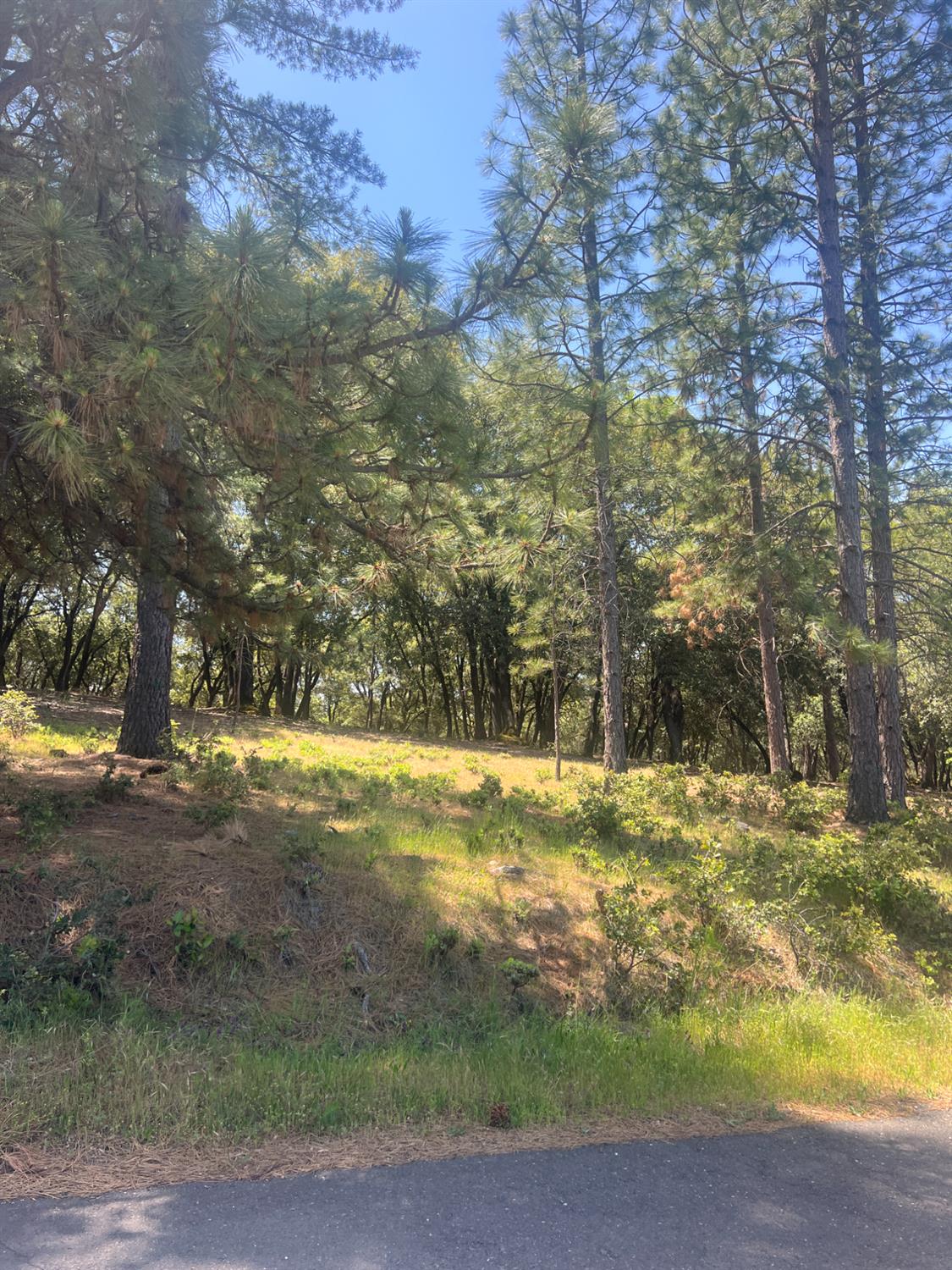 Ponderosa Way, Pine Grove, California image 9