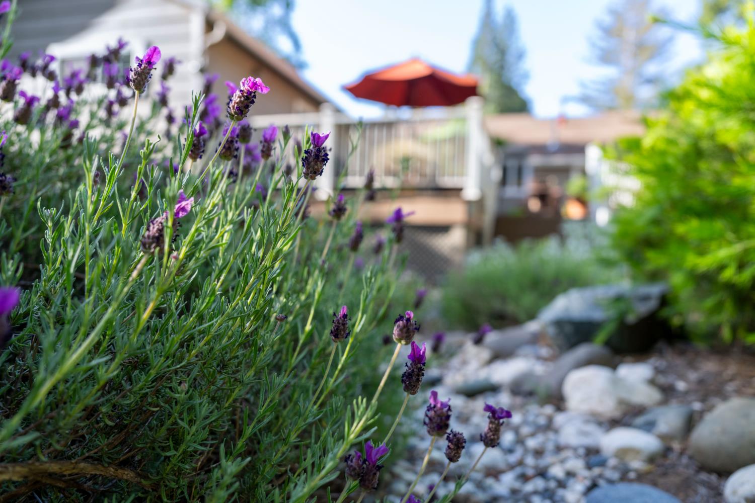 Detail Gallery Image 39 of 49 For 242 Brock Rd, Nevada City,  CA 95959 - 4 Beds | 2 Baths