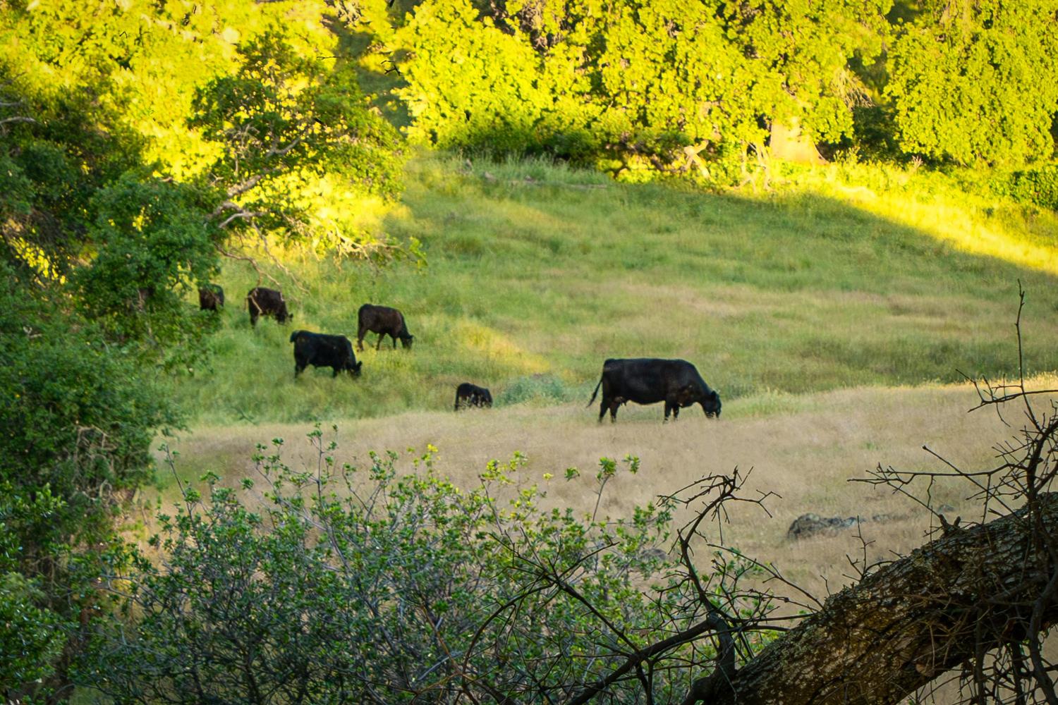 Edgehill Way, Marysville, California image 13