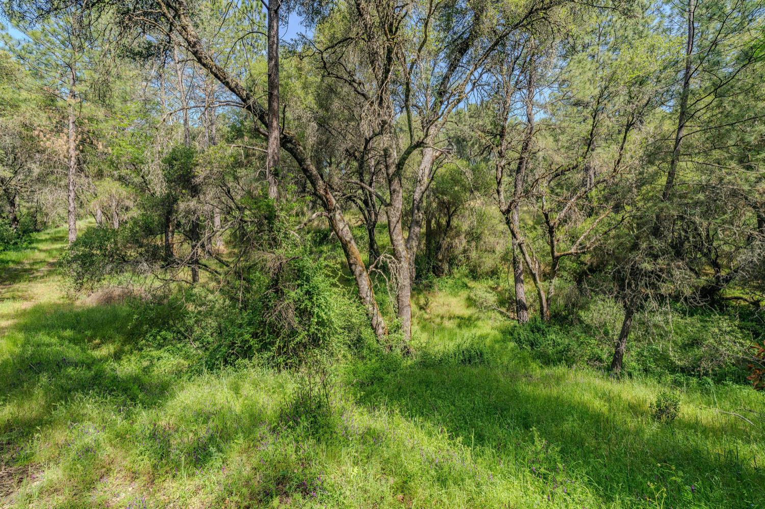 Detail Gallery Image 9 of 80 For 20651 Bertone Rd, Fiddletown,  CA 95629 - – Beds | – Baths