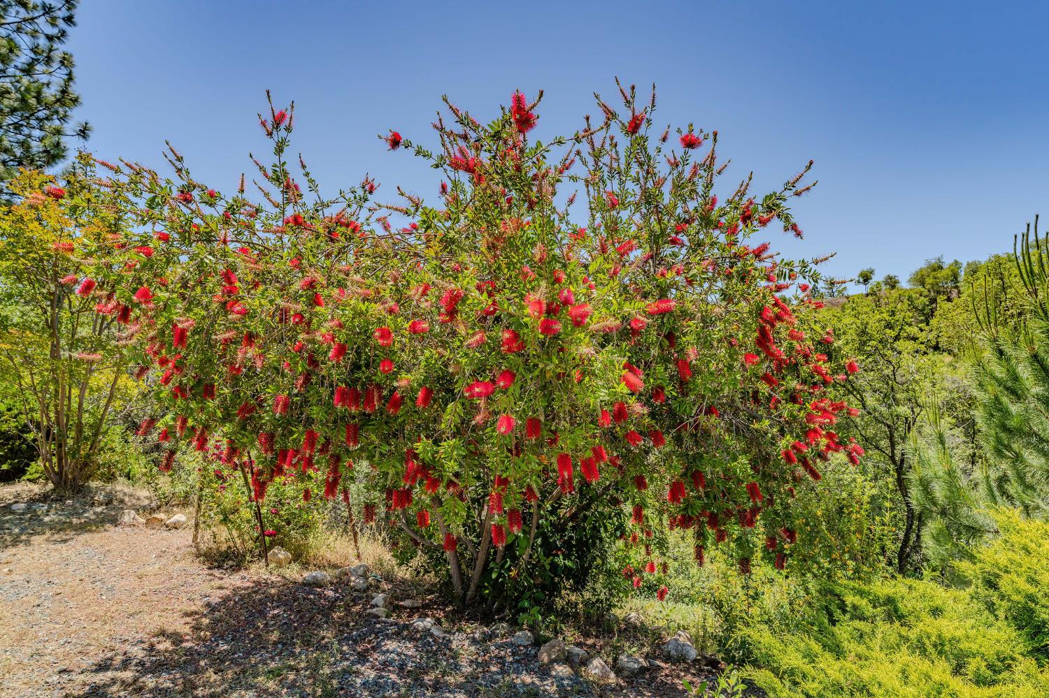 Detail Gallery Image 41 of 61 For 6816 Italian Vista Ct, Mokelumne Hill,  CA 95245 - 3 Beds | 2 Baths