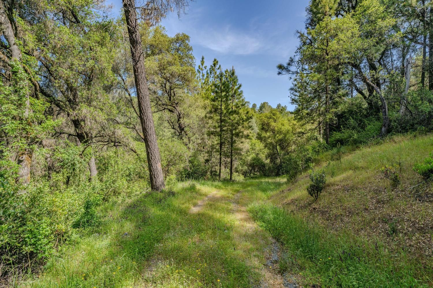Detail Gallery Image 4 of 80 For 20651 Bertone Rd, Fiddletown,  CA 95629 - – Beds | – Baths