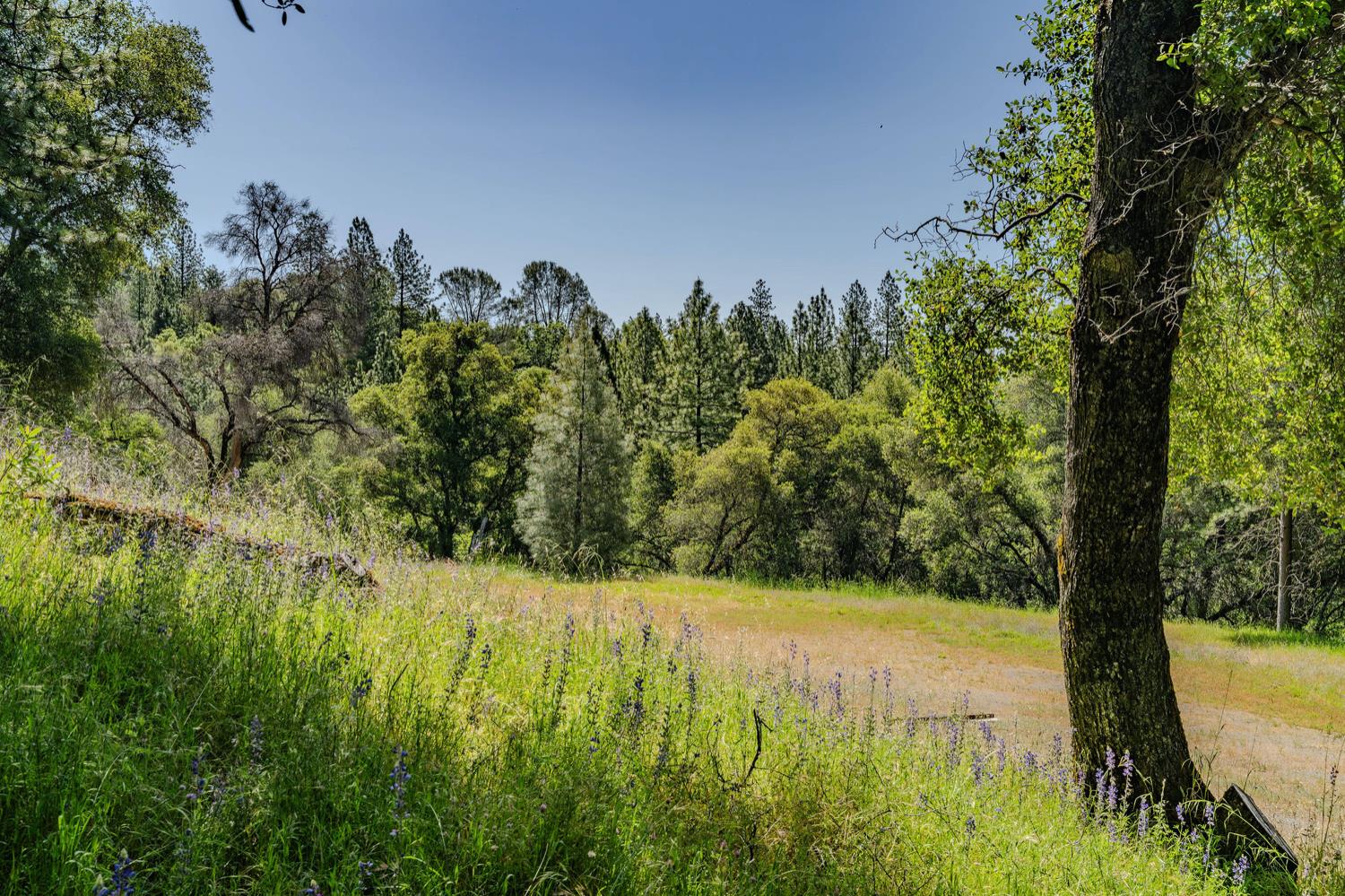 Detail Gallery Image 38 of 80 For 20651 Bertone Rd, Fiddletown,  CA 95629 - – Beds | – Baths