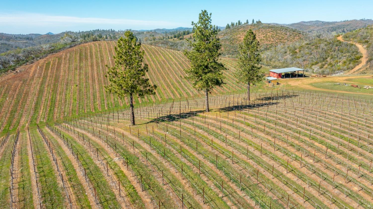 Detail Gallery Image 78 of 90 For 7005 Mountain Ranch Rd, Mountain Ranch,  CA 95246 - – Beds | – Baths