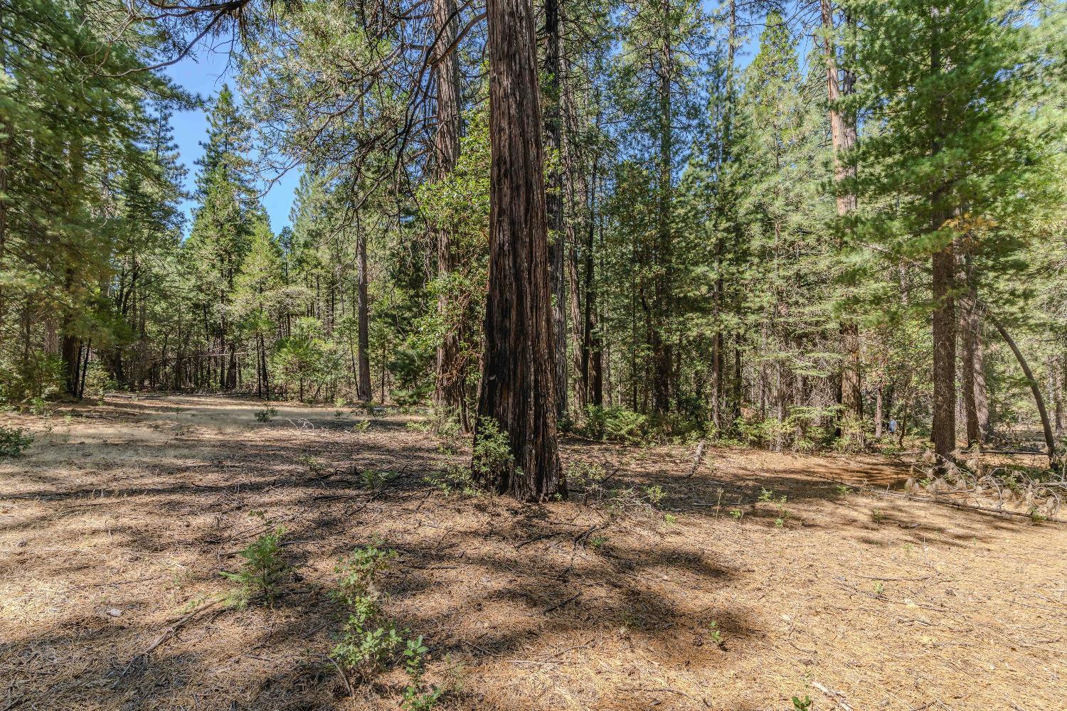 Detail Gallery Image 18 of 35 For 19375 Cherokee Ln, Volcano,  CA 95689 - – Beds | – Baths