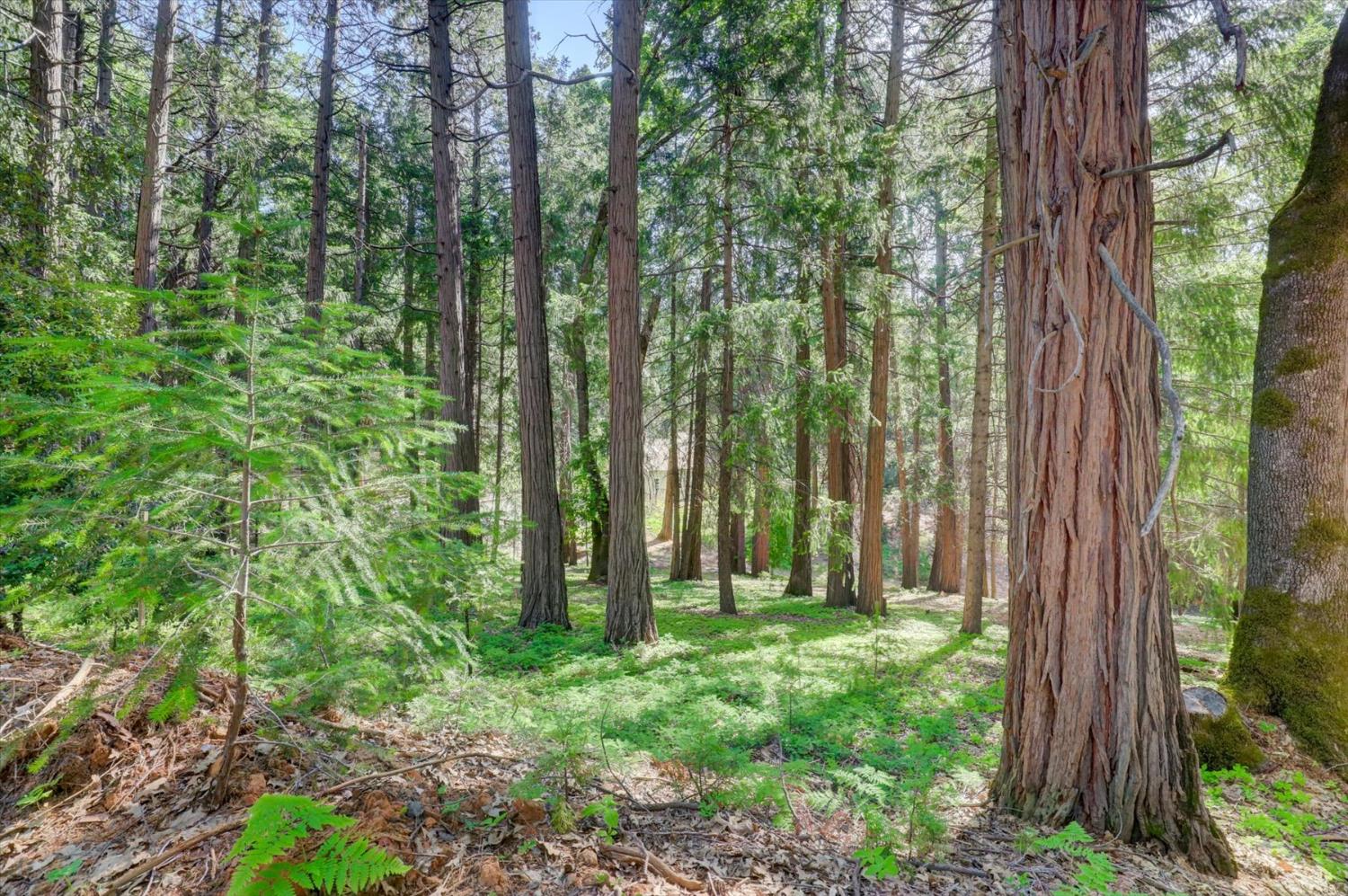Detail Gallery Image 67 of 99 For 13459 Bass Trail, Grass Valley,  CA 95945 - 4 Beds | 3 Baths