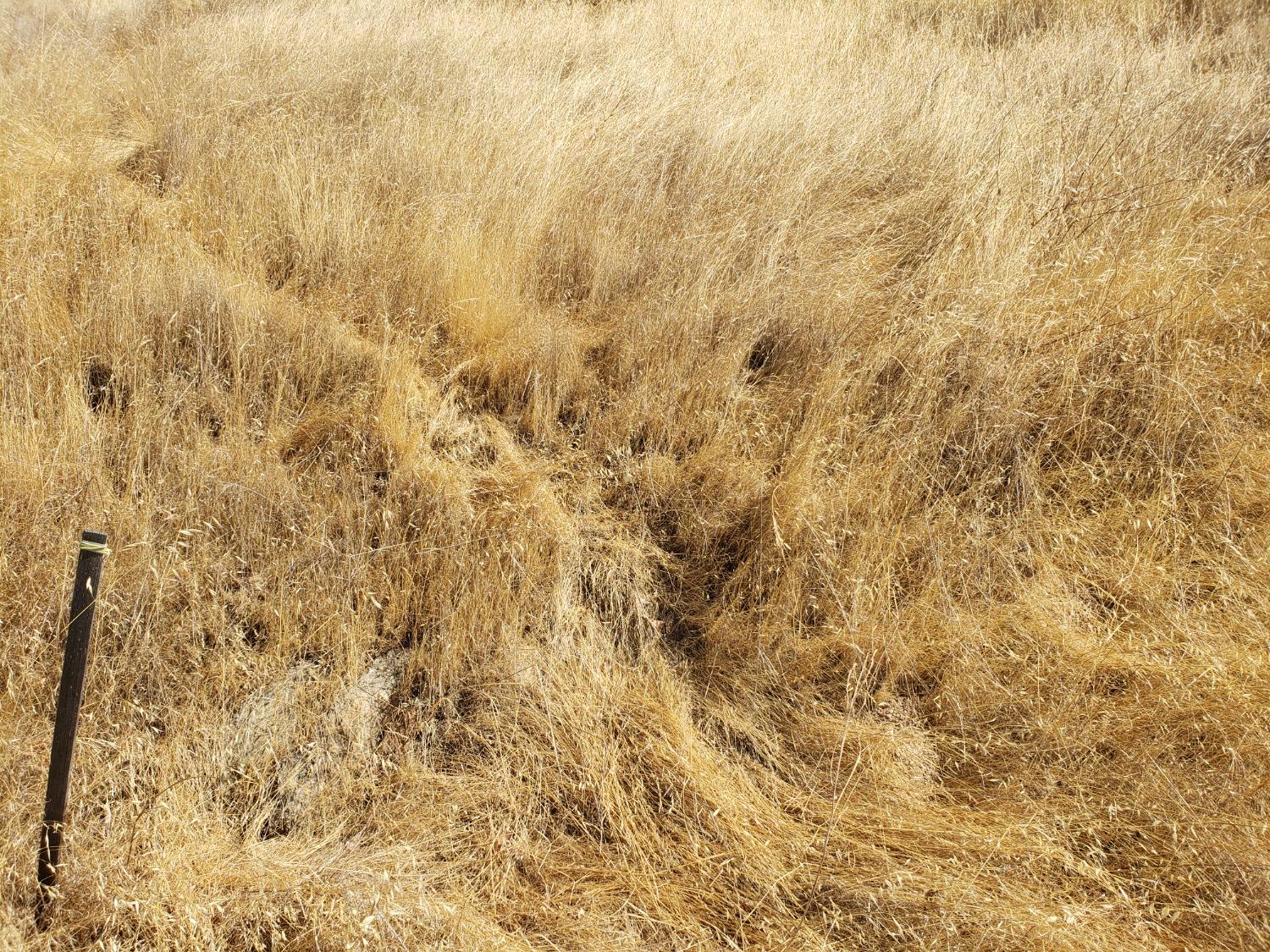 Caracol Circle, La Grange, California image 5