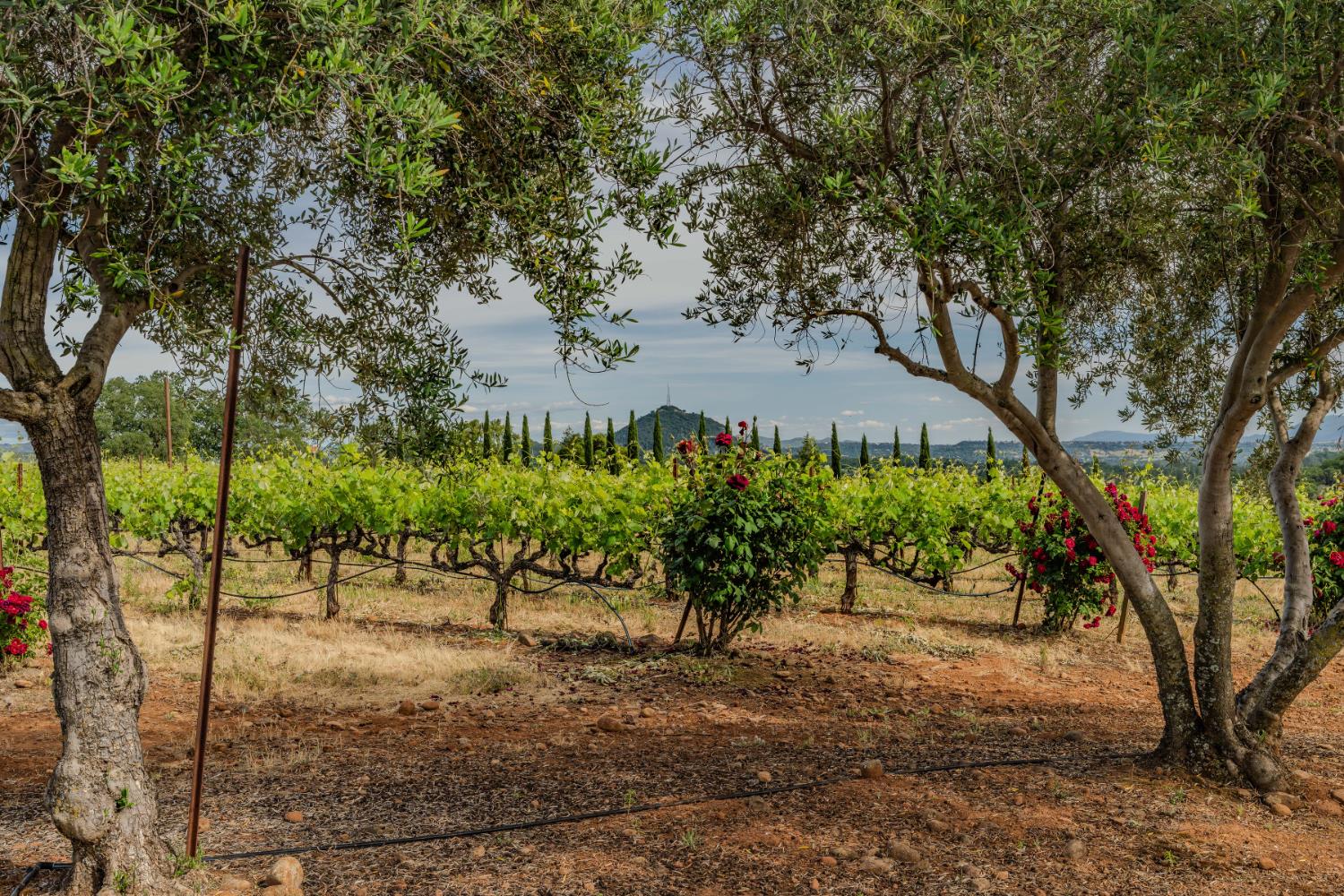 Detail Gallery Image 71 of 73 For 11321 New York Ranch Rd, Jackson,  CA 95642 - 3 Beds | 2/1 Baths