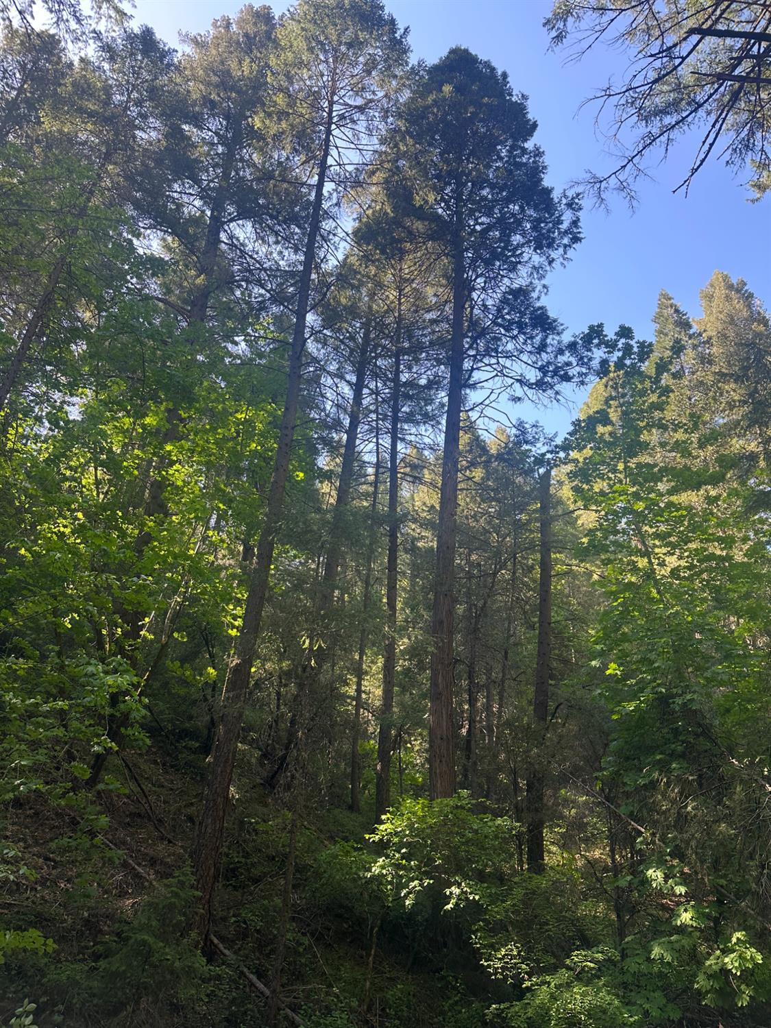 Detail Gallery Image 2 of 14 For 0 Clear Creek Road, Placerville,  CA 95667 - – Beds | – Baths