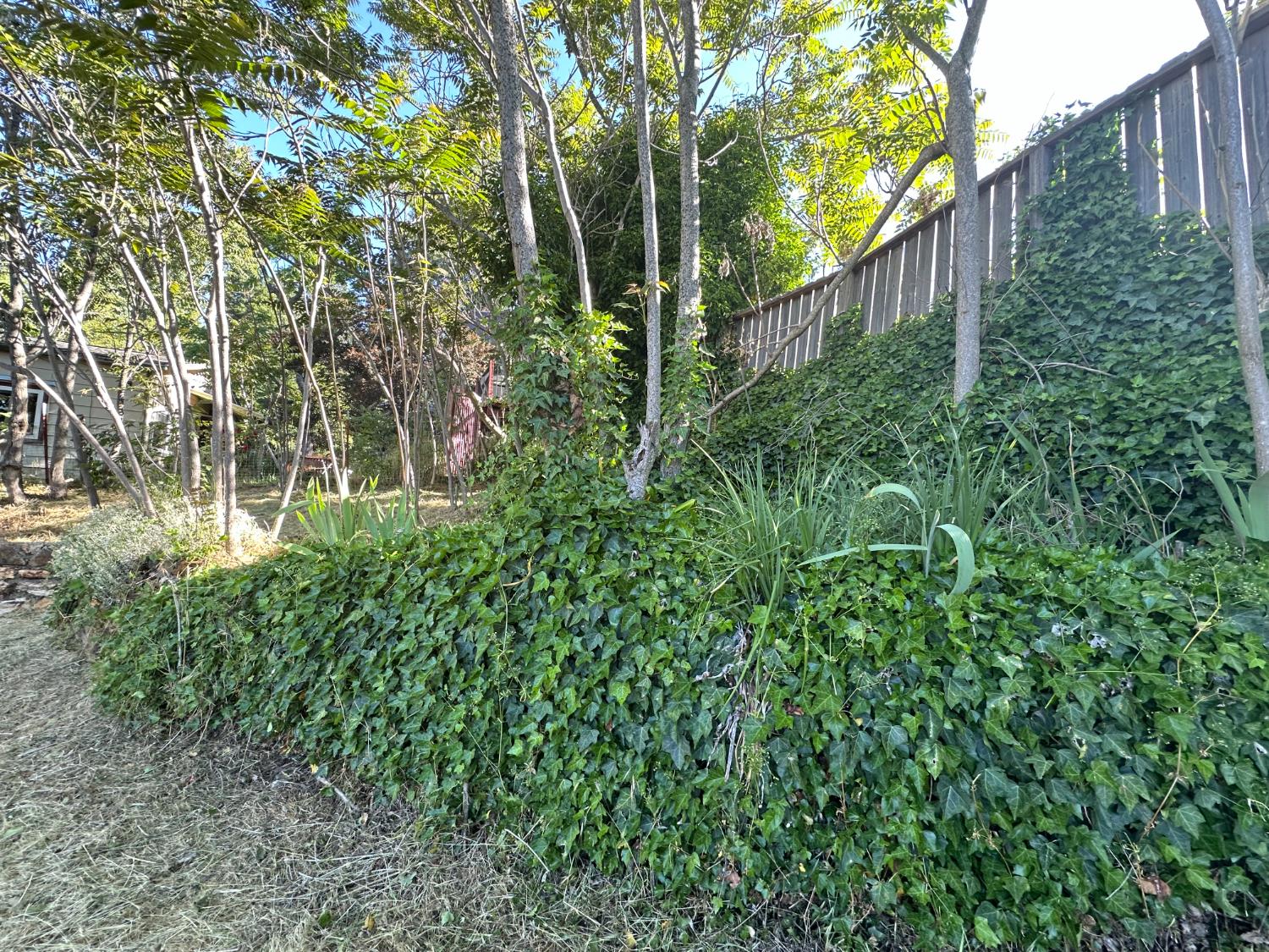 Detail Gallery Image 17 of 32 For 240 E Main St, Grass Valley,  CA 95945 - – Beds | – Baths