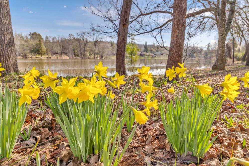 Detail Gallery Image 75 of 88 For 4620 Scenic Dr, Shingle Springs,  CA 95682 - 4 Beds | 3/1 Baths